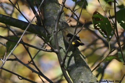 American Redstart (warbler):  Life Bird!