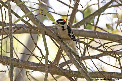 Downy Woodpecker 