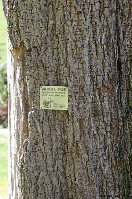 Protecting trees for wildlife