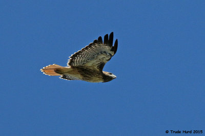 Red-tailed Hawk sees an intruder