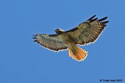 Resident Red-tailed Hawk