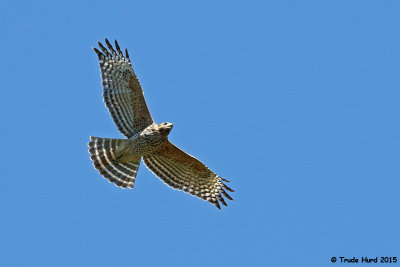 Red-shouldered Hawk (notice red on leading edge wings)