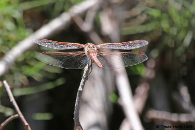 Different type of hawk:  Variegated Meadowhawk, female