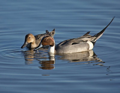 February - Northern Pintail pair