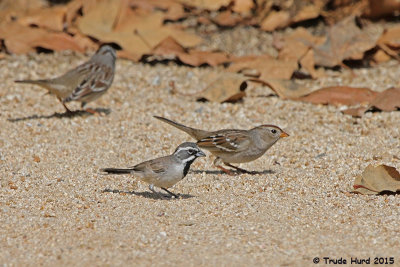 Black-throated Sparrow with White-crownwed Sparrows