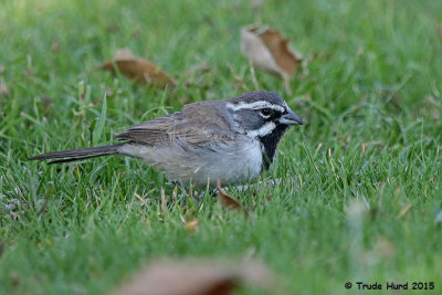 Black-throated Sparrow