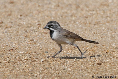 black-throated_sparrow_2015