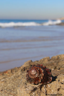 Wavy Top Snail (Astraea undosa)