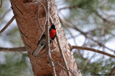 Painted Redstart, feeding in pines next to tackle shop
