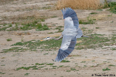 Great Blue Heron flying near bait cleaning table