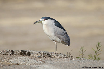 Black-crowned Night-Heron