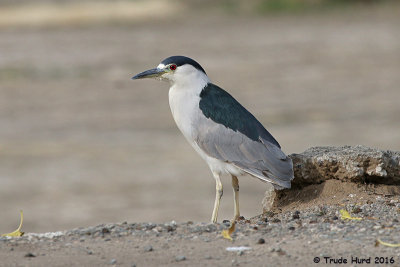 Black-crowned Night-Heron when its had too much coffee