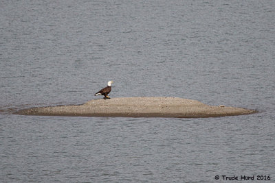 We went for Bald Eagle and found it!