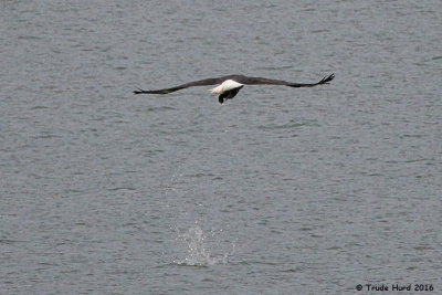 Bald Eagle carried coot for lunch across lake