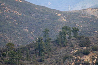 Can you find Bald Eagle in tree?