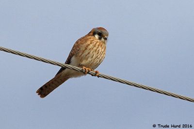 Lots of other raptors - American Kestrel, female
