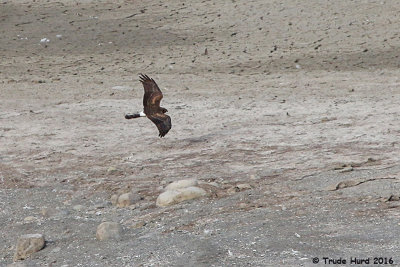 Northern Harrier, female