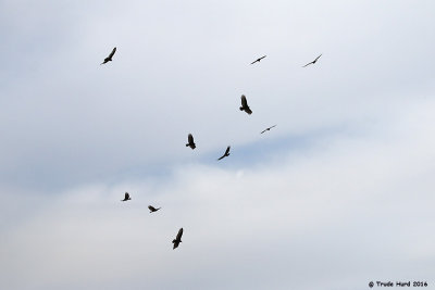 Kettle of Turkey Vultures