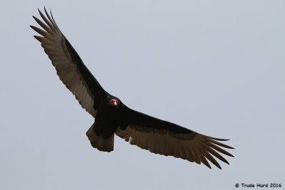 We looked but none had striped tail of Zone-tailed Hawk