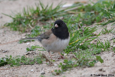 Not a turkey vulture but a Dark-eyed Junco