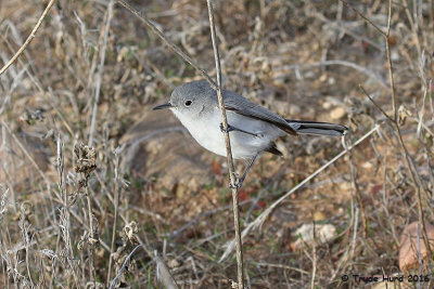 Blue-gray Gnatcatcher, three feeding before dusk on slope