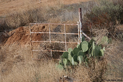 Prickly Pear Cactus  