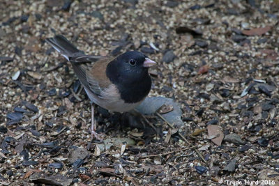 Dark-eyed Junco at feeders