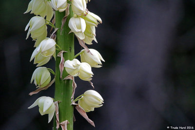 Yucca flowers are pollinated by a moth