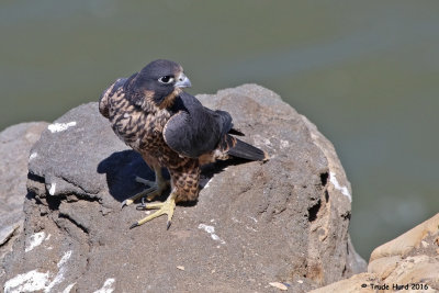 Peregrine Falcon