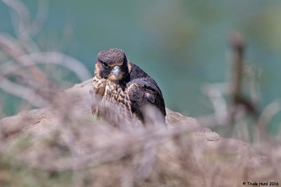 Peregrine preened and rested