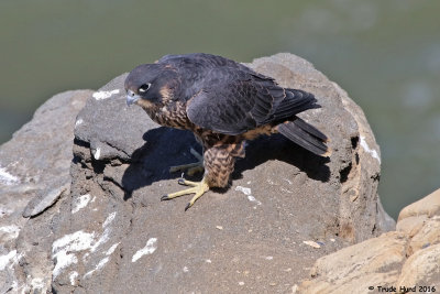 Great encounter with peregrines today!