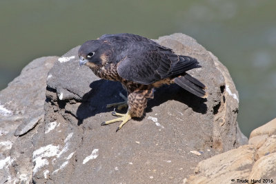 peregrine_falcon_family_2016
