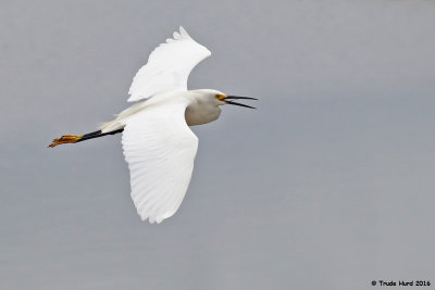Snowy Egret