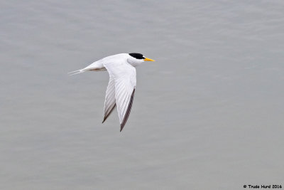 Endangered Species - Calif. Least Tern
