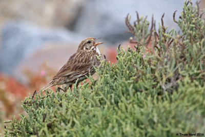 Endangered Species - Beldings Savannah Sparrow