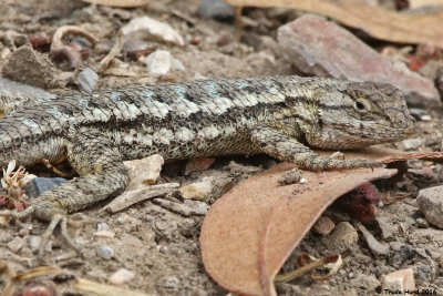 Spiny scales of Western fence lizard