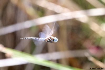Blue-eyed Darner dragonfly