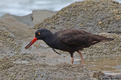 Black Oystercatcher juvenile (dark tip beak)