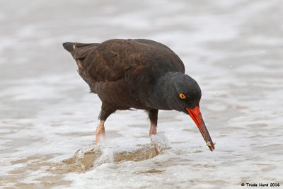 Black Oystercatcher eating sand crab