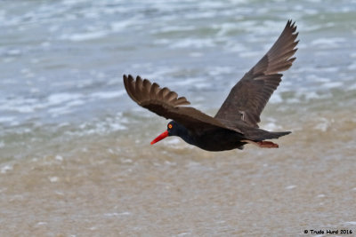 Second Black Oystercatcher, adult?