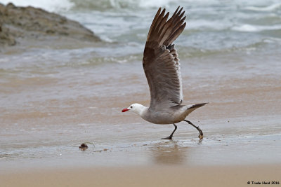 Heerman's Gull ready for takeoff but there's an obstacle
