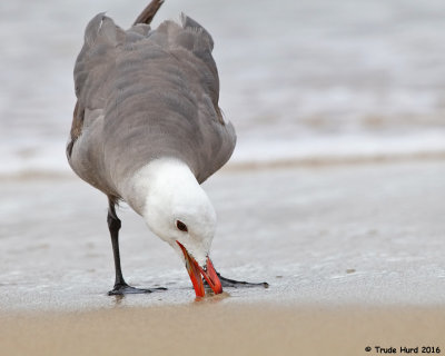 Heerman's Gull also eating crabs