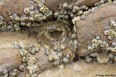 But not this striped shore crab