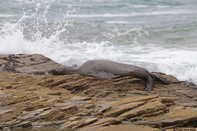 Sad to see a malnourished sea lion