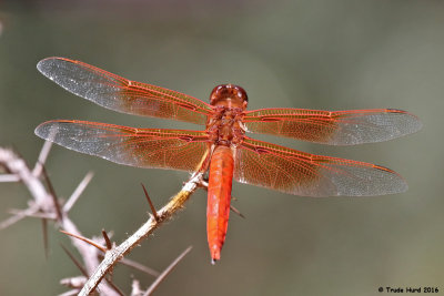 Flame Skimmer