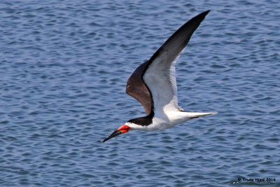 Black Skimmer 