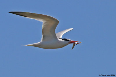 Elegant Tern with fish