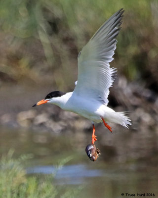 Forster's Tern with Mussel on Foot