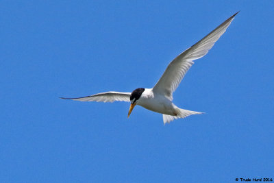 California Least Tern 