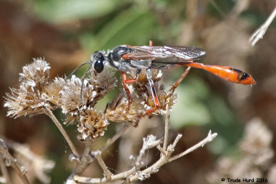 Gasteruptiid Wasp  